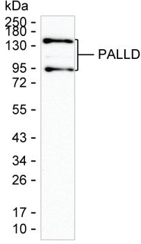 PALLD